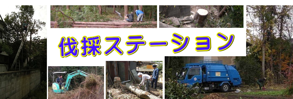 横浜市南区の庭木伐採、立木枝落し、草刈りを承ります。